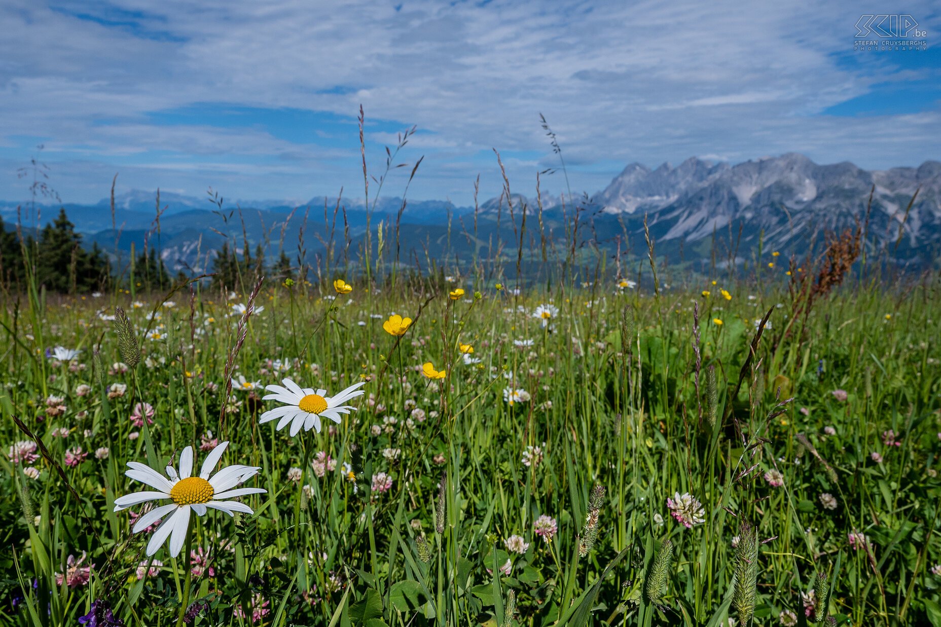 Planai - Alpine meadow  Stefan Cruysberghs